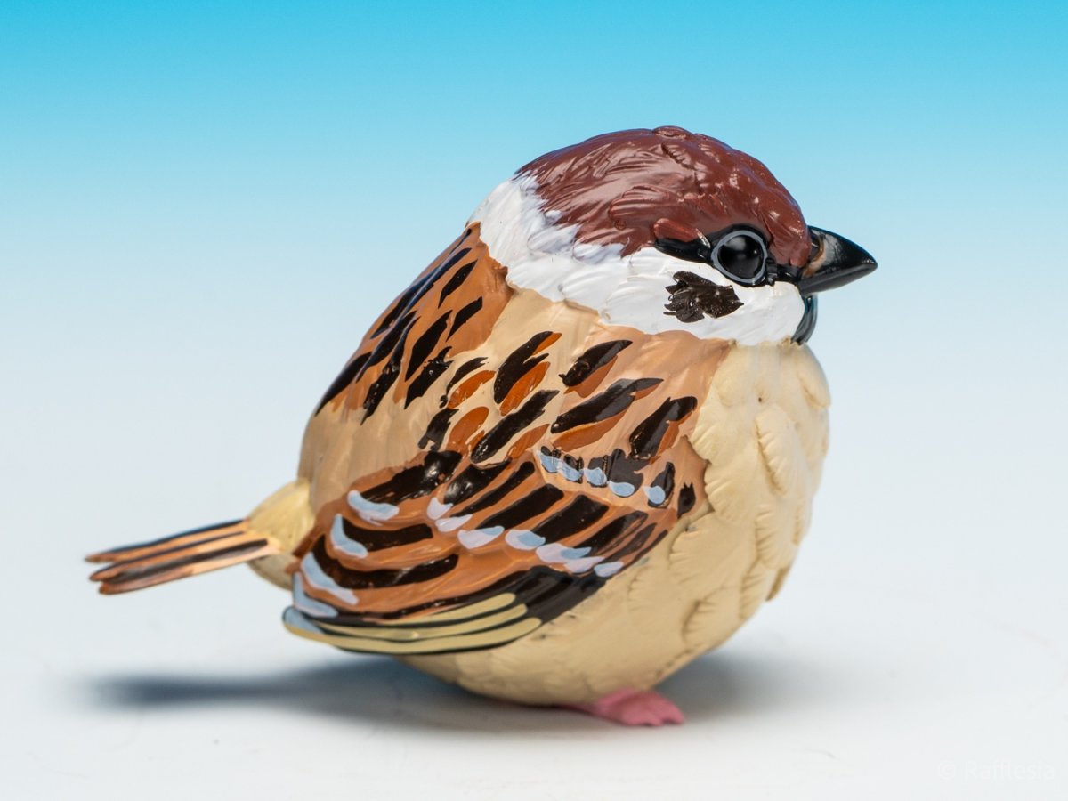 画像6: スズメ (6)