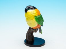 画像1: ズグロシロハラインコ (1)