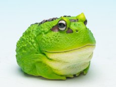 画像1: クラウンウェルツノガエル（宇治抹茶） (1)