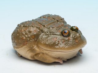 アフリカツメガエル