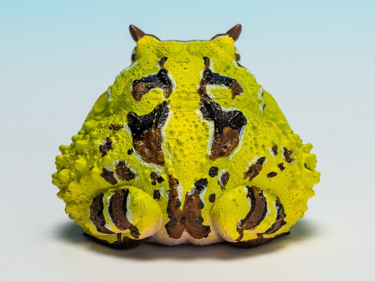 画像5: ベルツノガエル（B） (5)