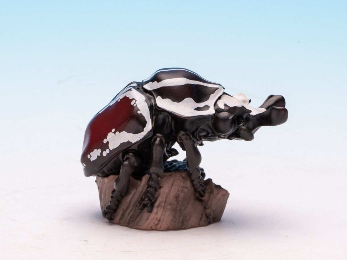 画像8: ゴライアスオオツノハナムグリ【動画あり】 (8)