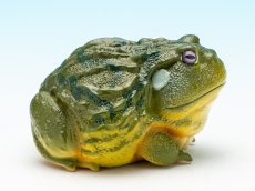 画像9: アフリカウシガエル (9)