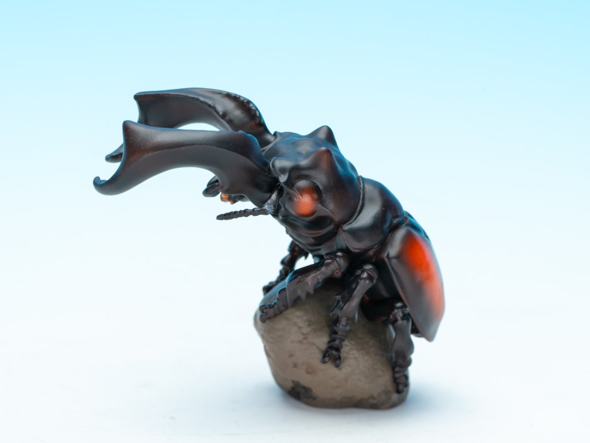 画像3: パリーフタマタクワガタ【動画あり】 (3)