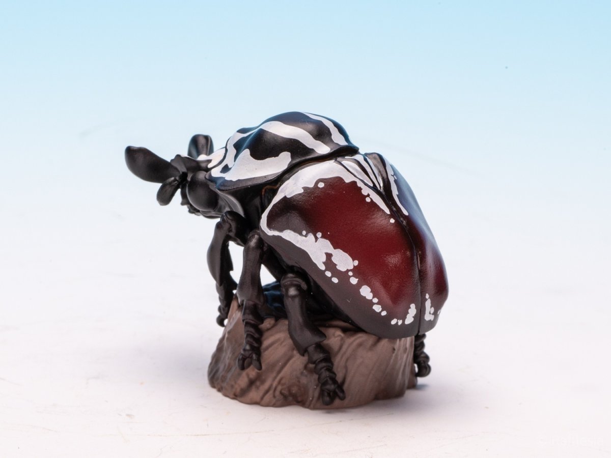 画像5: ゴライアスオオツノハナムグリ【動画あり】 (5)