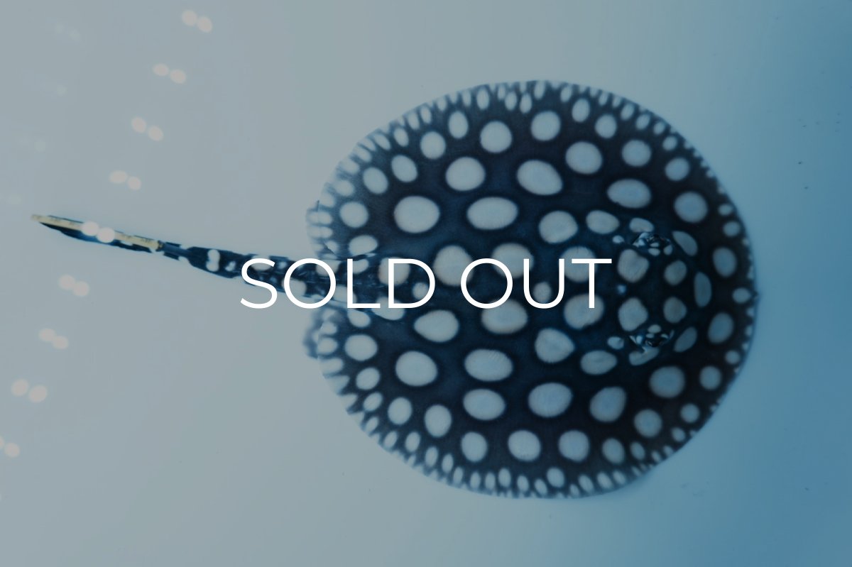 画像4: ダイヤモンドポルカ(メス） NO.6 (4)