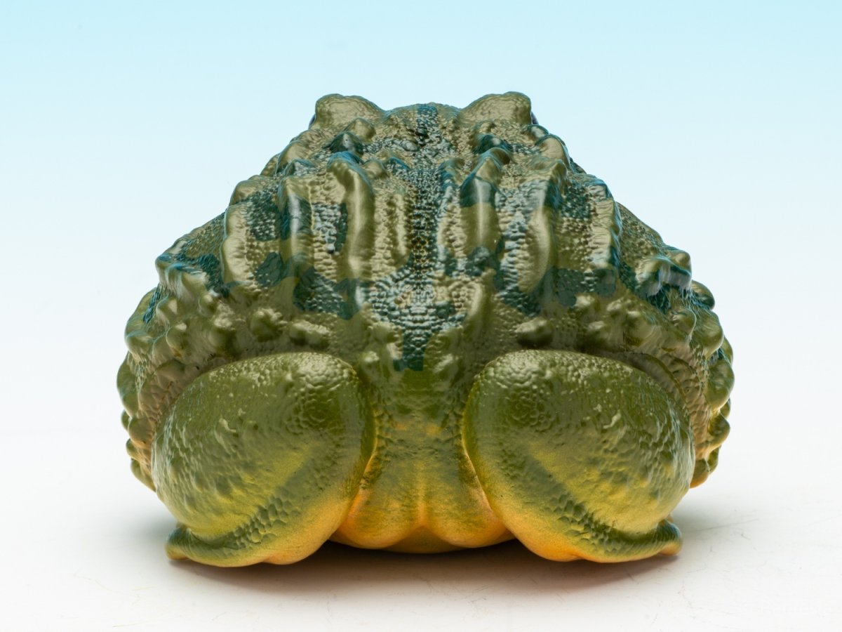 画像7: アフリカウシガエル (7)