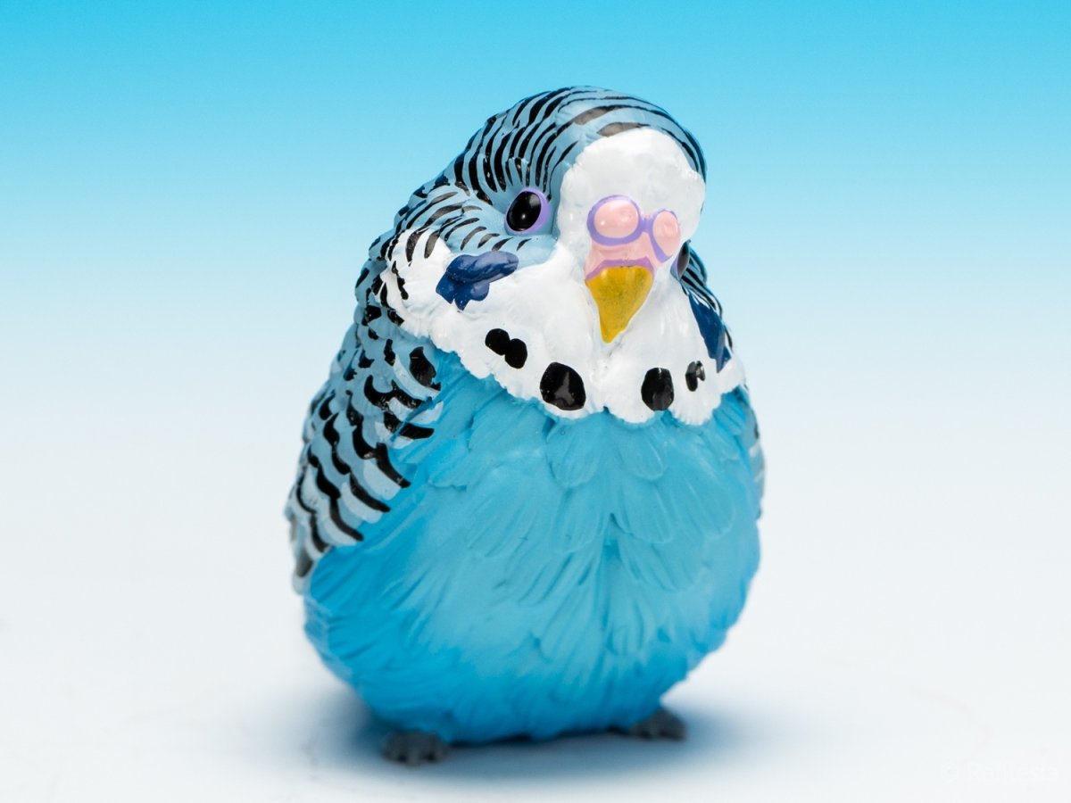 画像2: セキセイインコ（青） (2)