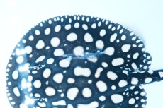 画像4: ダイヤモンドポルカ(オス） NO.3 (4)