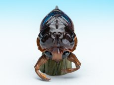 画像3: タガメ (3)