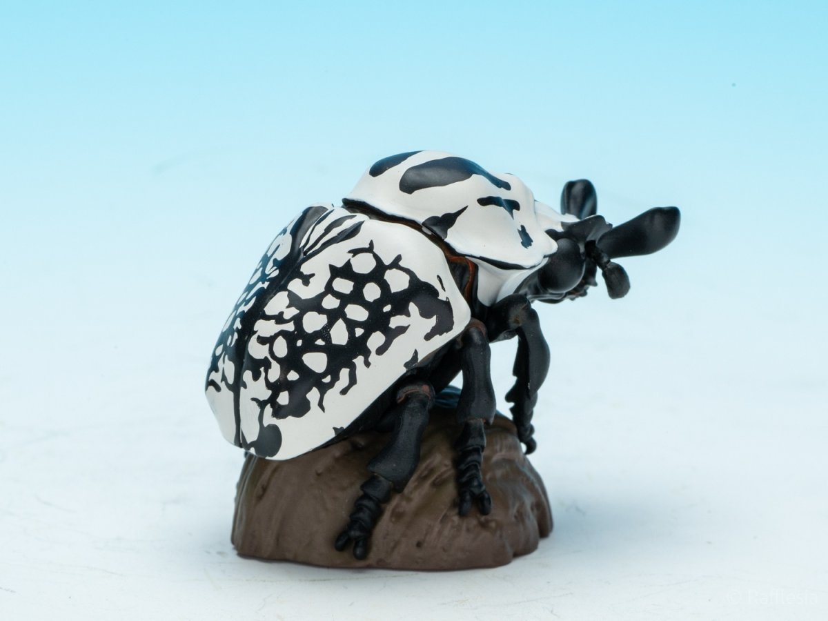 画像7: ゴライアスオリエンタリス【動画あり】 (7)