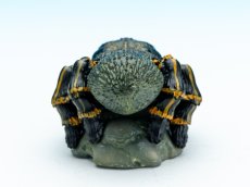 画像6: ブラジリアンジャイアントボロンド (6)