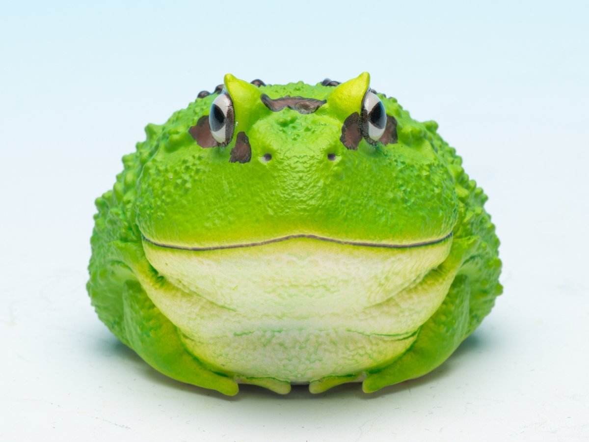 画像3: クラウンウェルツノガエル（宇治抹茶） (3)