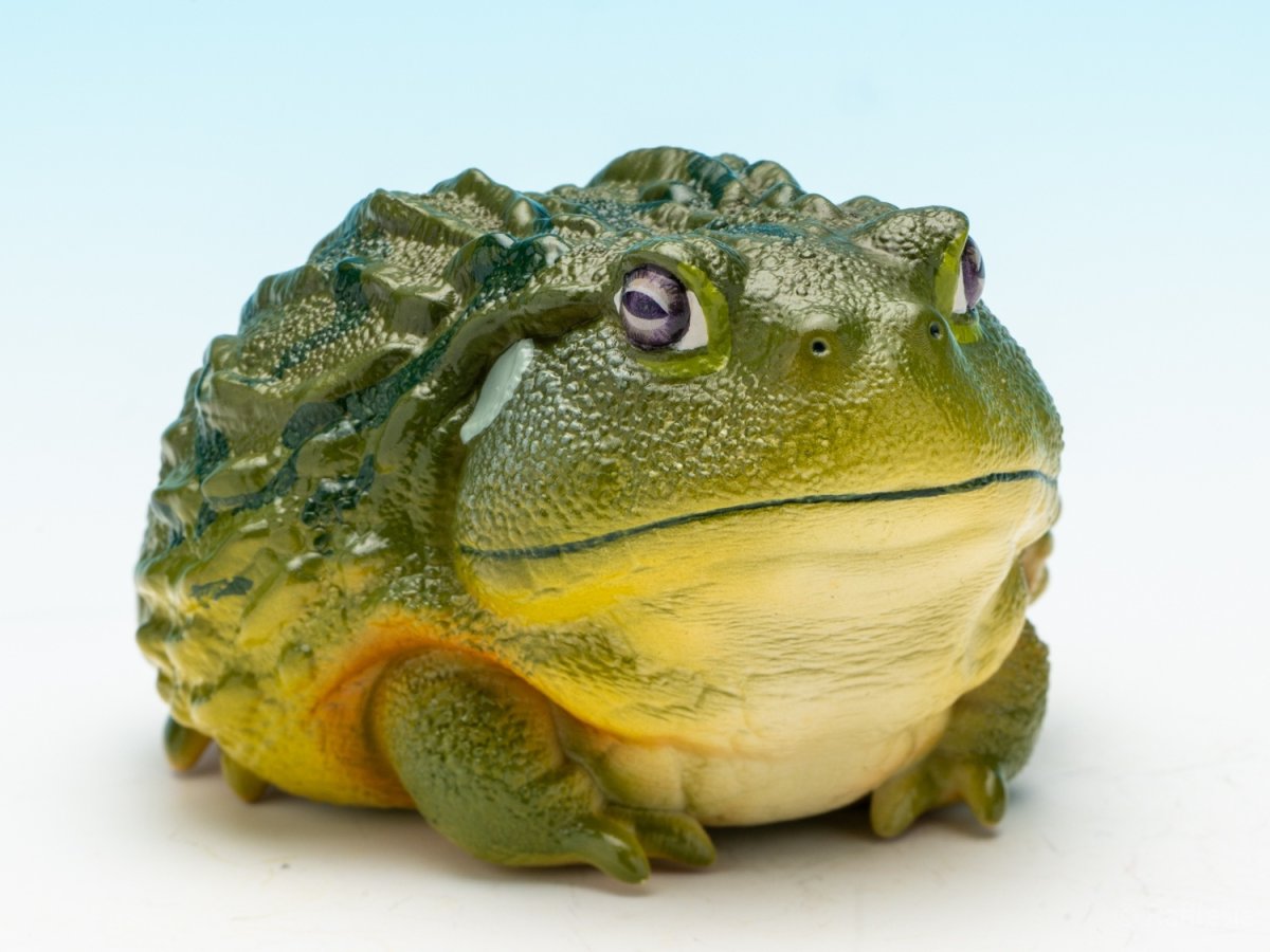 画像2: アフリカウシガエル (2)