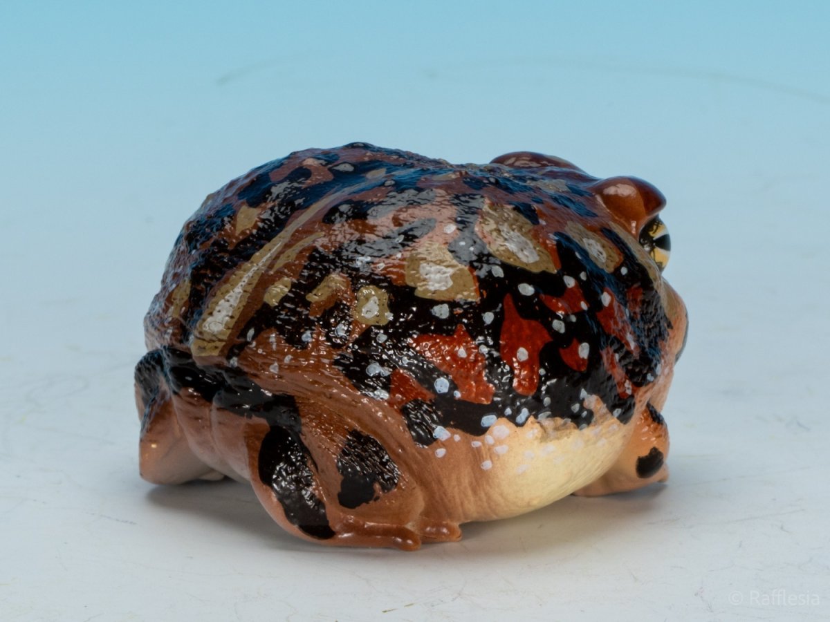 画像3: アメフクラガエル (3)