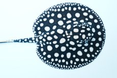 画像1: ダイヤモンドポルカ(メス） NO.1 (1)