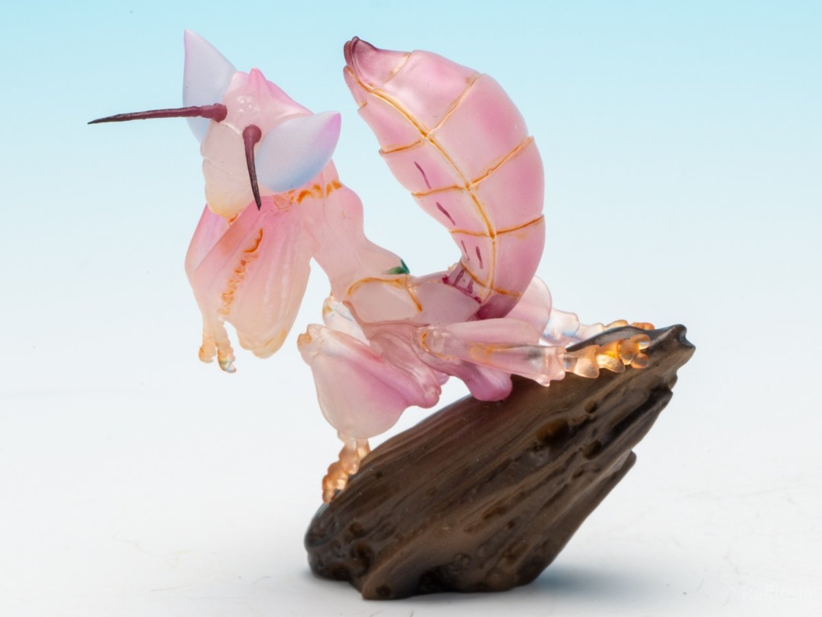 画像3: ハナカマキリ【動画あり】 (3)