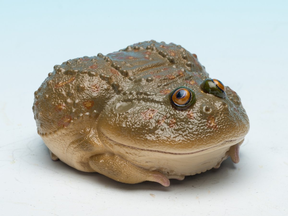 画像2: タピオカガエル (2)
