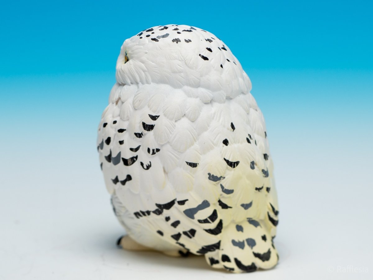 画像4: シロフクロウ【動画あり】 (4)