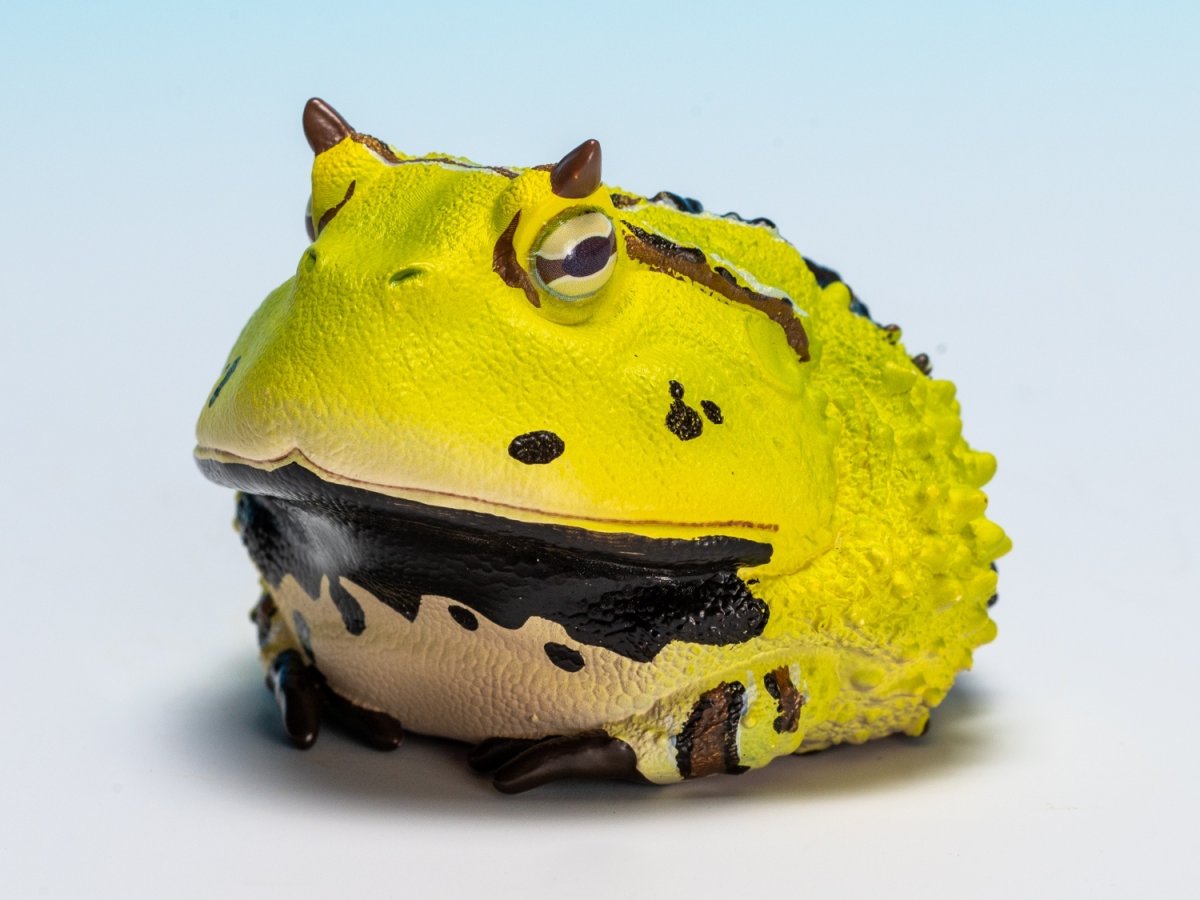 画像8: ベルツノガエル（B） (8)