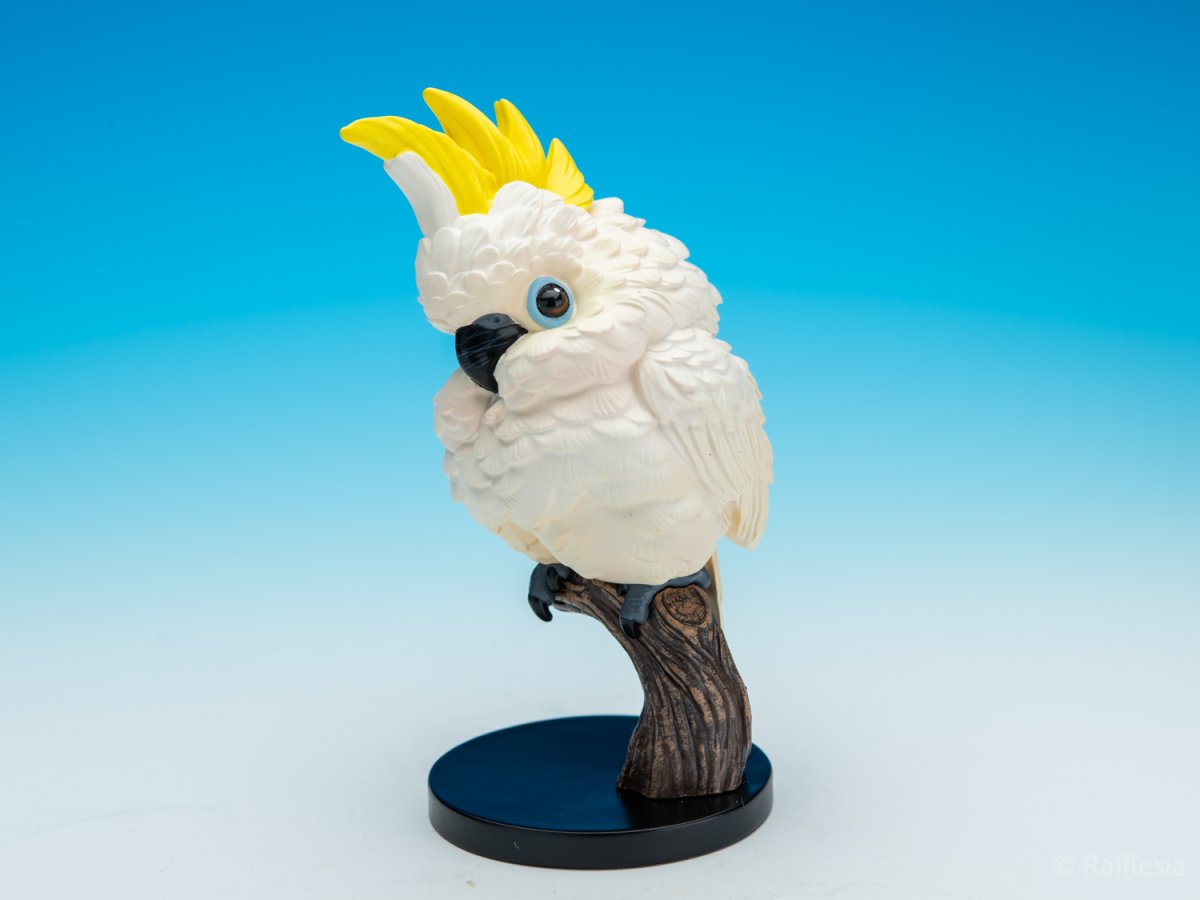 画像1: キバタン (1)