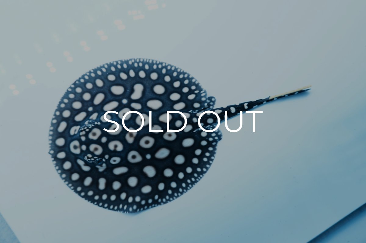 画像4: ダイヤモンドポルカ(オス） NO.4 (4)