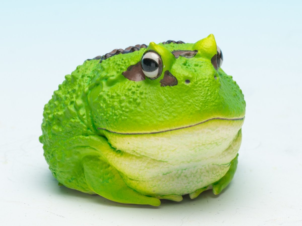 画像2: クラウンウェルツノガエル（宇治抹茶） (2)