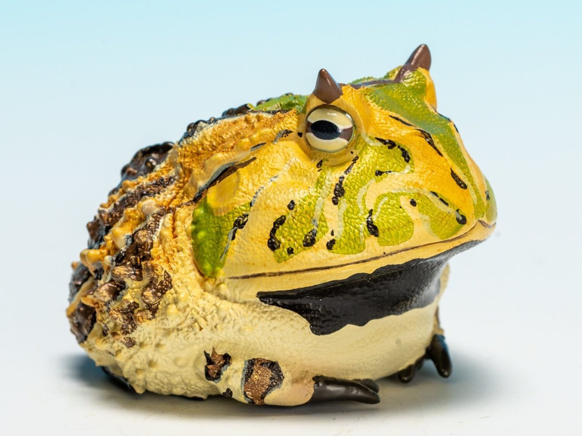 画像2: ベルツノガエル（A） (2)