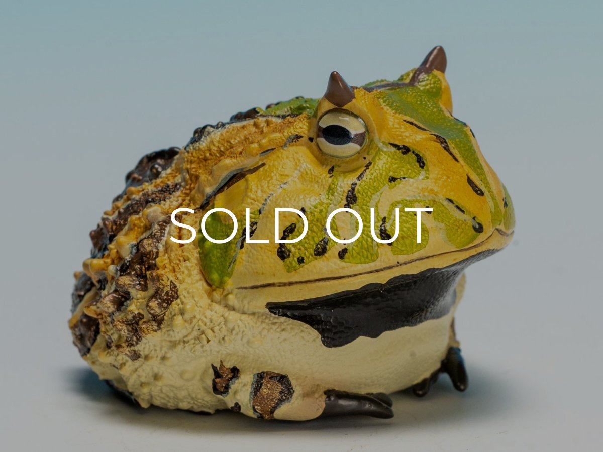 画像2: ベルツノガエル（A） (2)