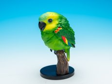 画像1: アオボウシインコ (1)