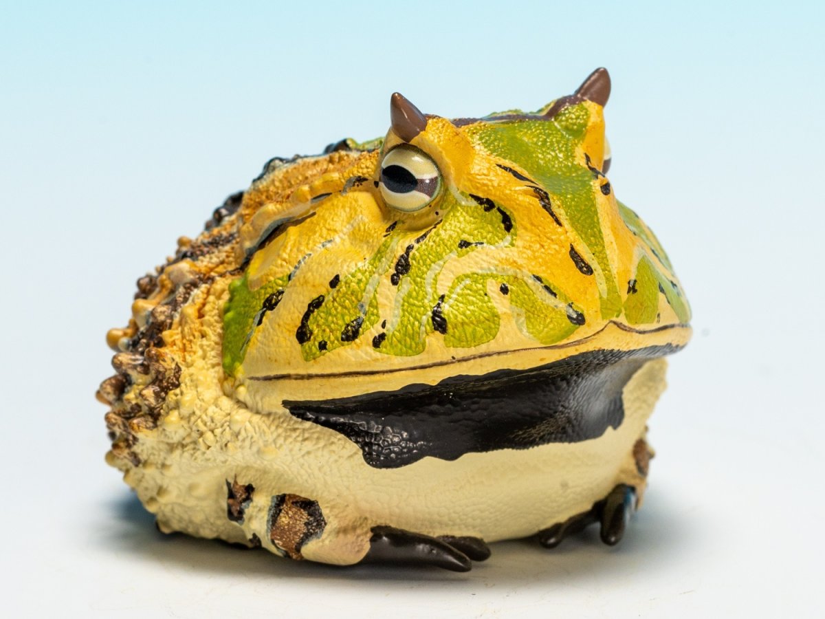 画像1: ベルツノガエル（A） (1)