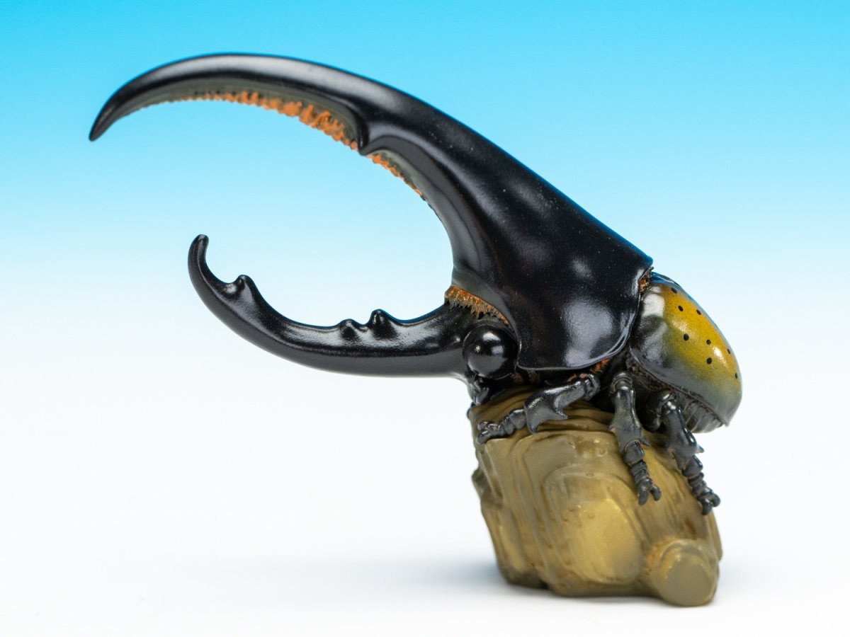 画像5: ヘラクレスオオカブト（黄） (5)