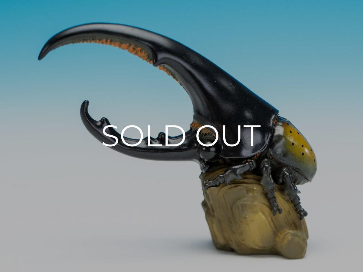 画像5: ヘラクレスオオカブト（黄） (5)