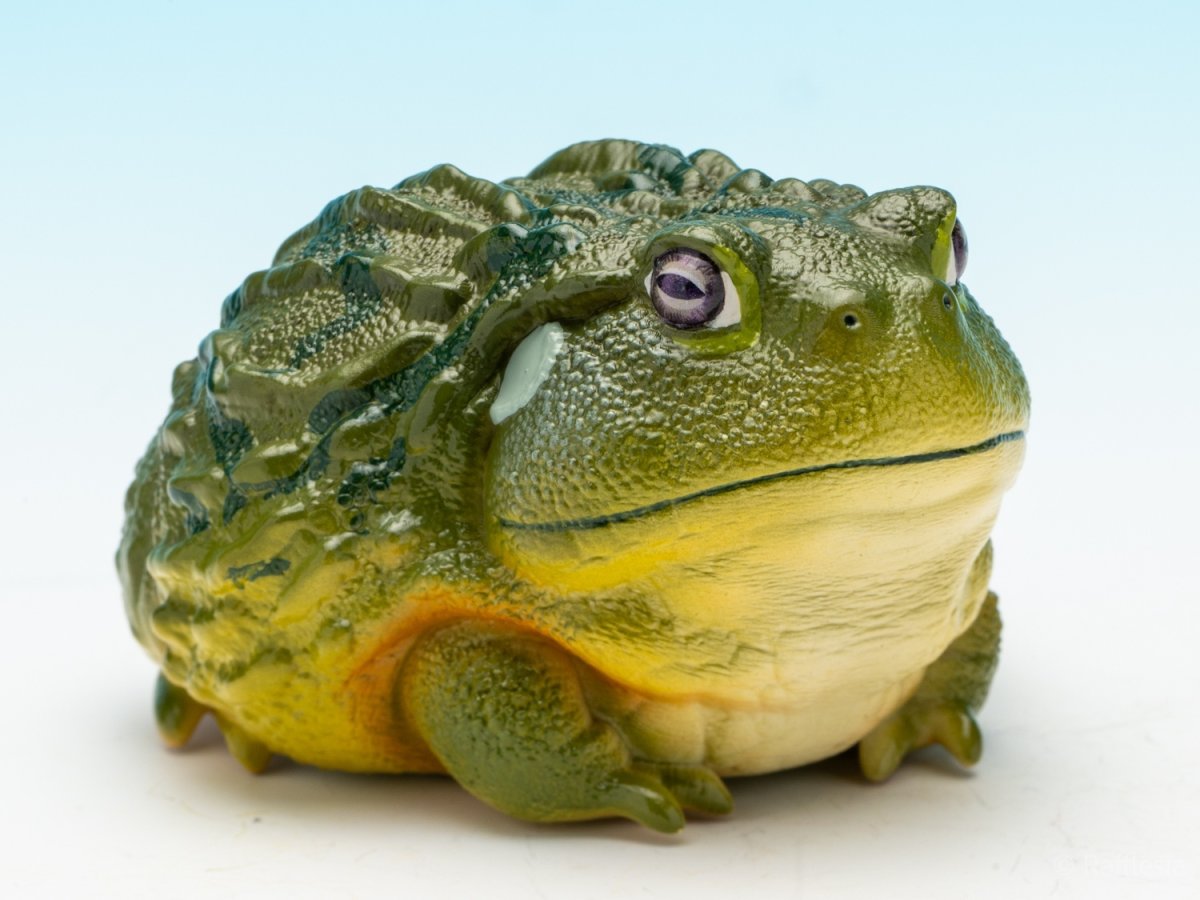 画像1: アフリカウシガエル (1)