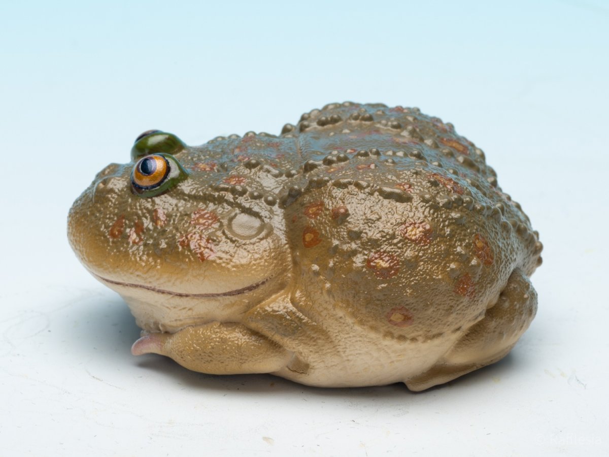 画像5: タピオカガエル (5)