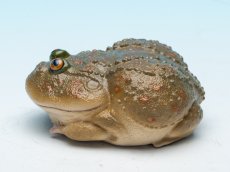 画像5: タピオカガエル (5)
