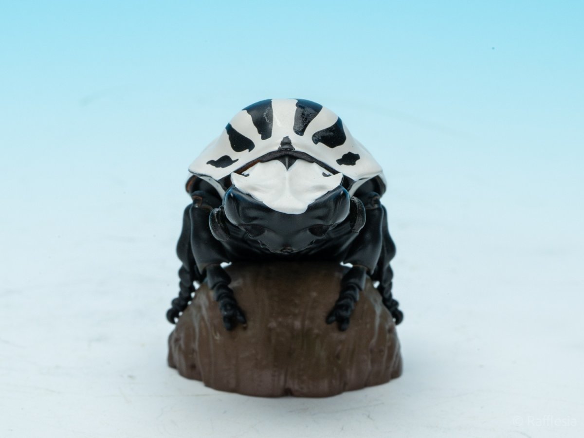 画像2: ゴライアスオリエンタリス【動画あり】 (2)