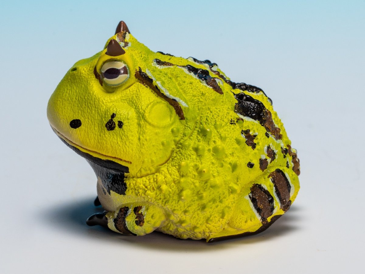 画像7: ベルツノガエル（B） (7)