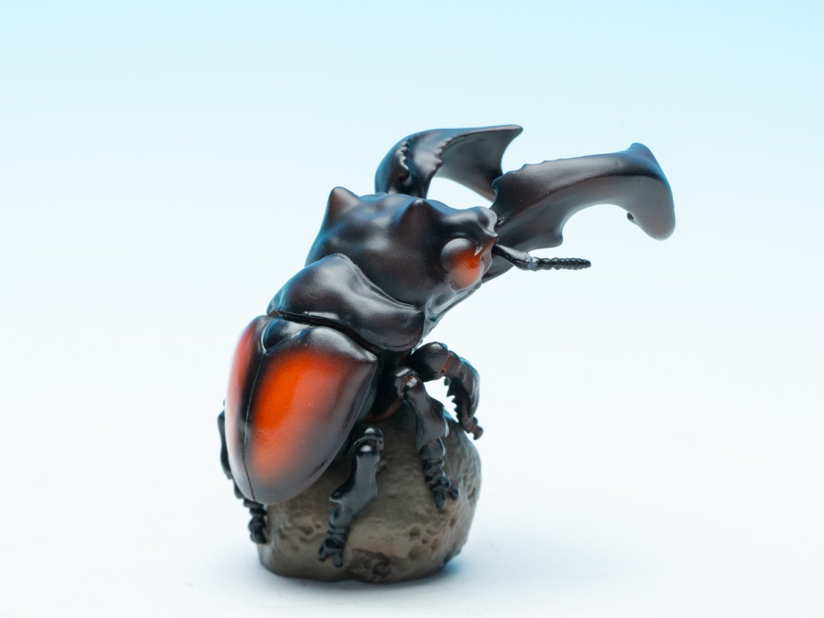 画像6: パリーフタマタクワガタ【動画あり】 (6)