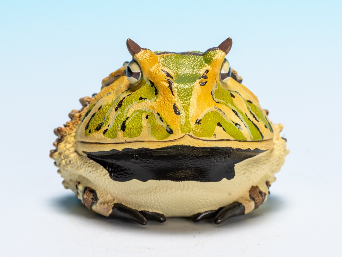 画像9: ベルツノガエル（A） (9)