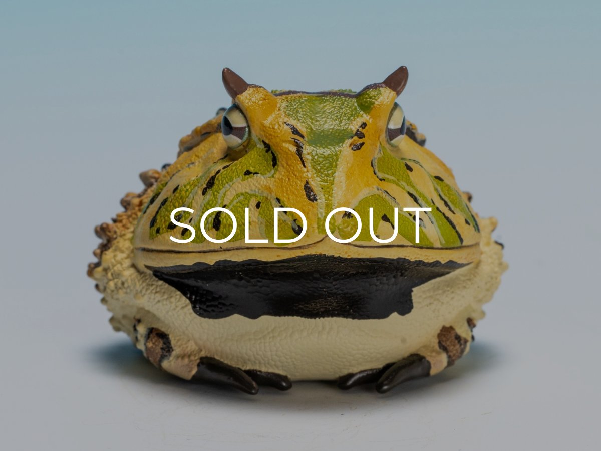 画像9: ベルツノガエル（A） (9)