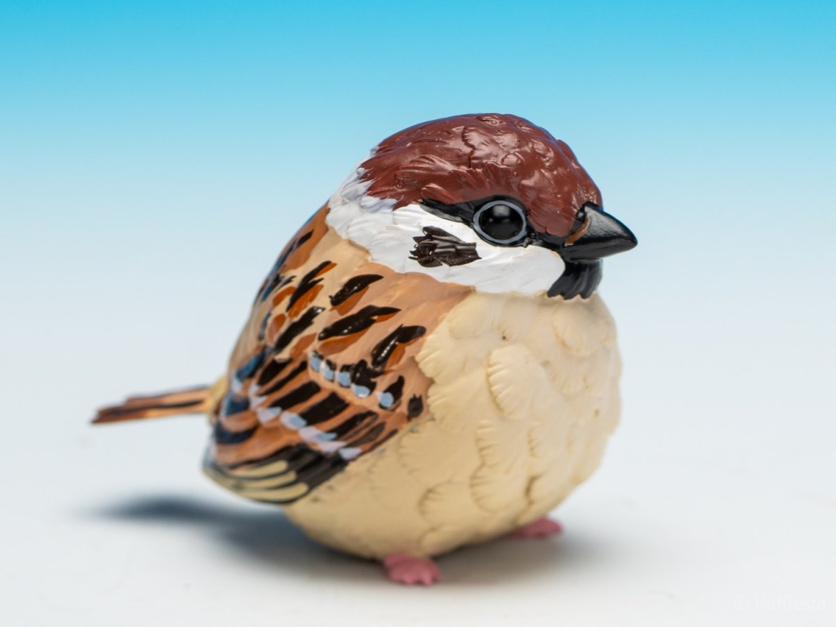 画像7: スズメ (7)