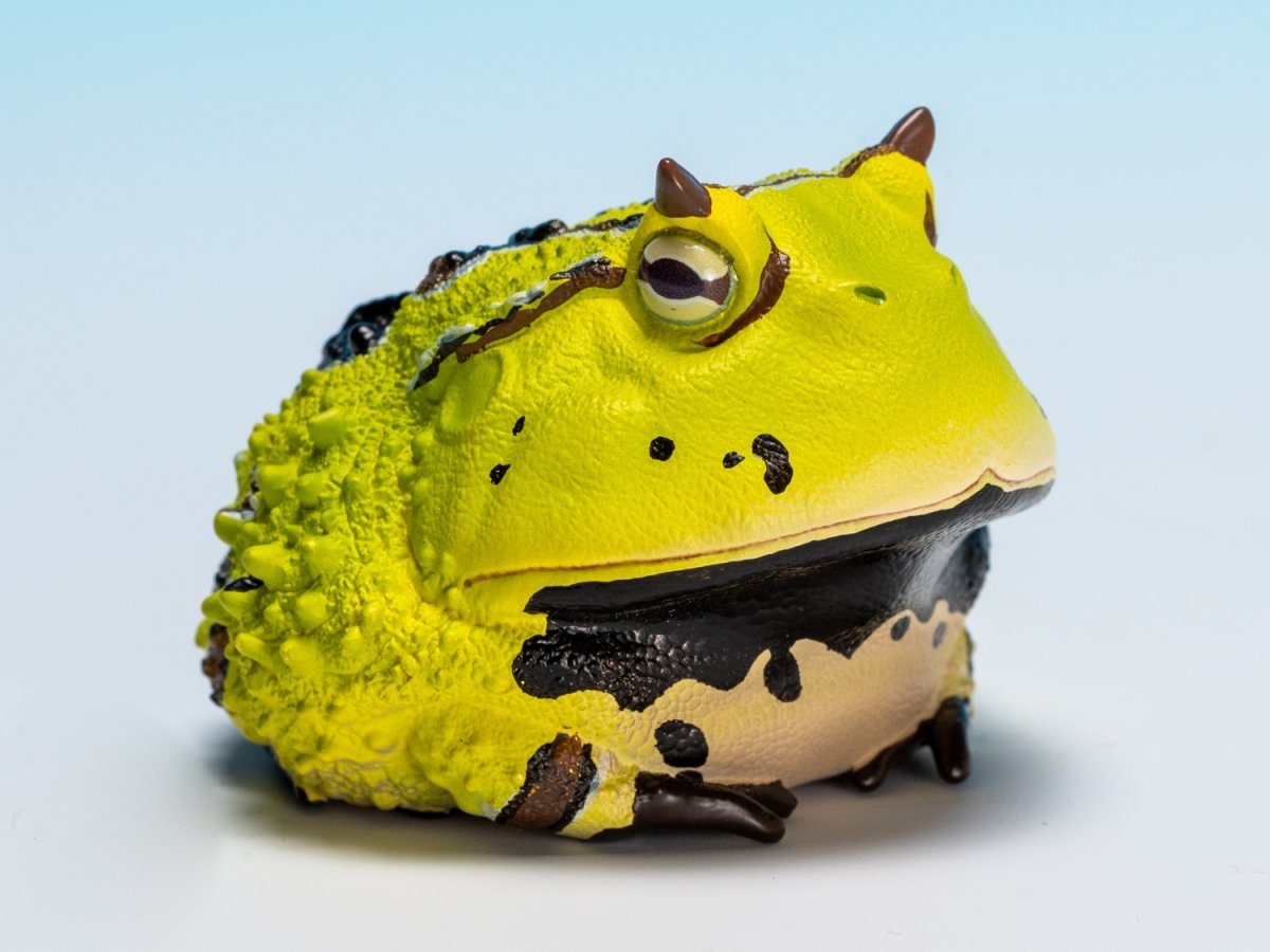 画像2: ベルツノガエル（B） (2)