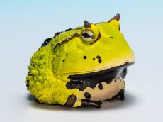 画像2: ベルツノガエル（B） (2)
