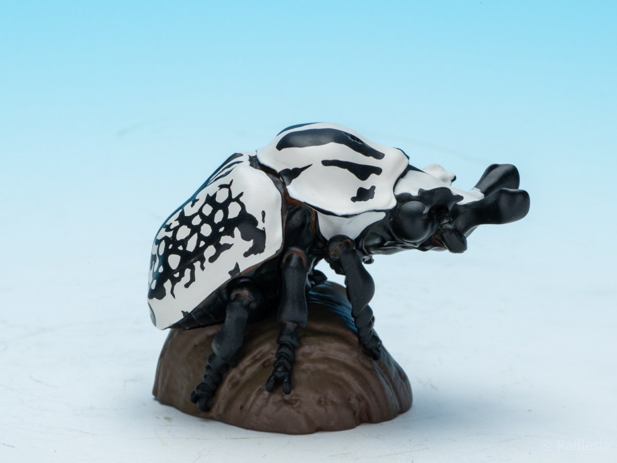 画像8: ゴライアスオリエンタリス【動画あり】 (8)