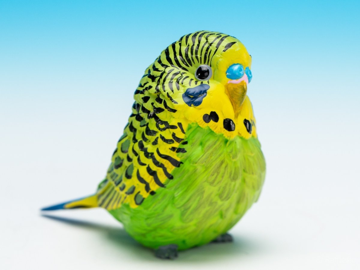 画像1: セキセイインコ（緑） (1)