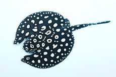 画像2: バットマンスティングレイ NO.1 (2)