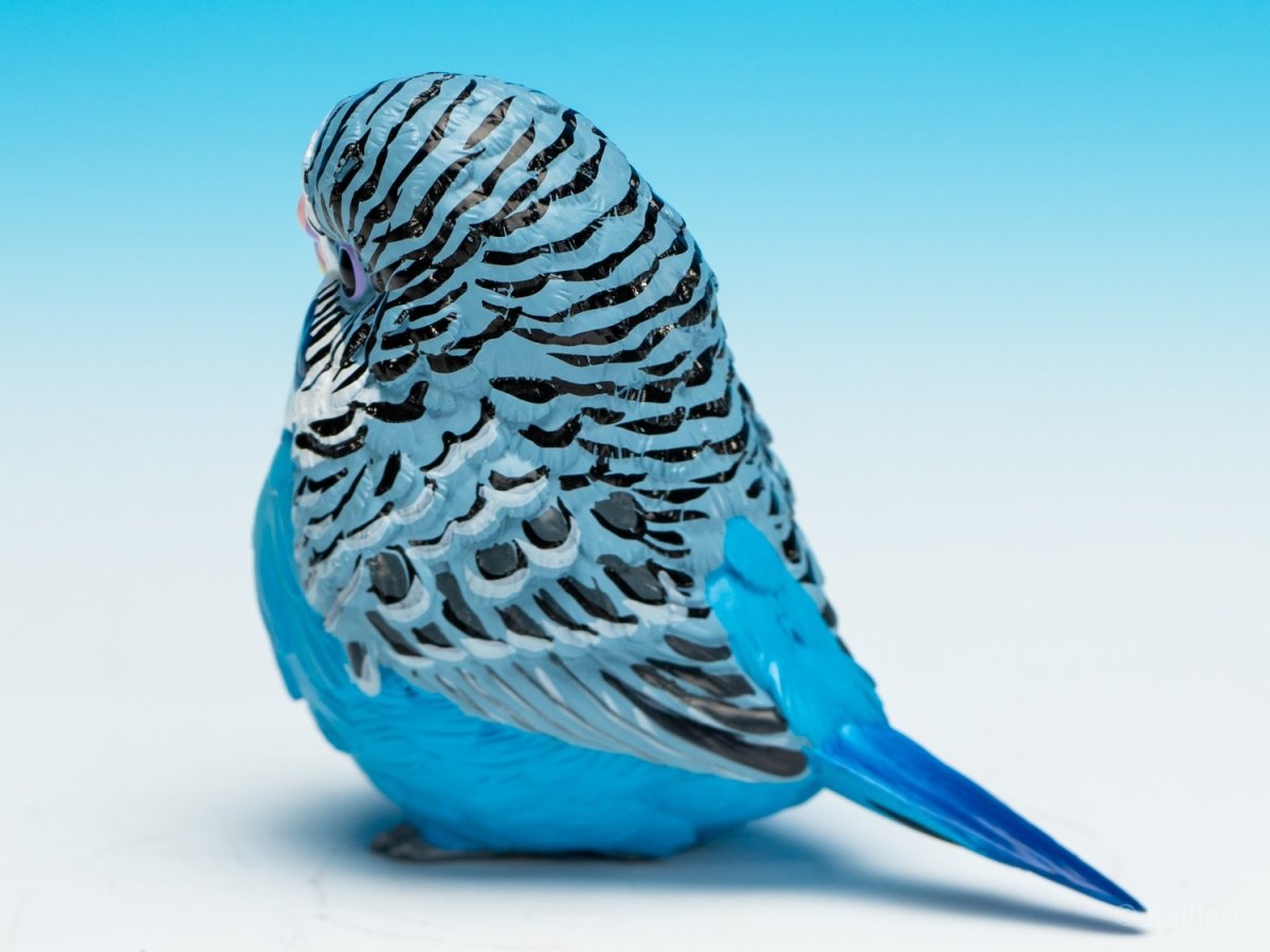 画像8: セキセイインコ（青） (8)
