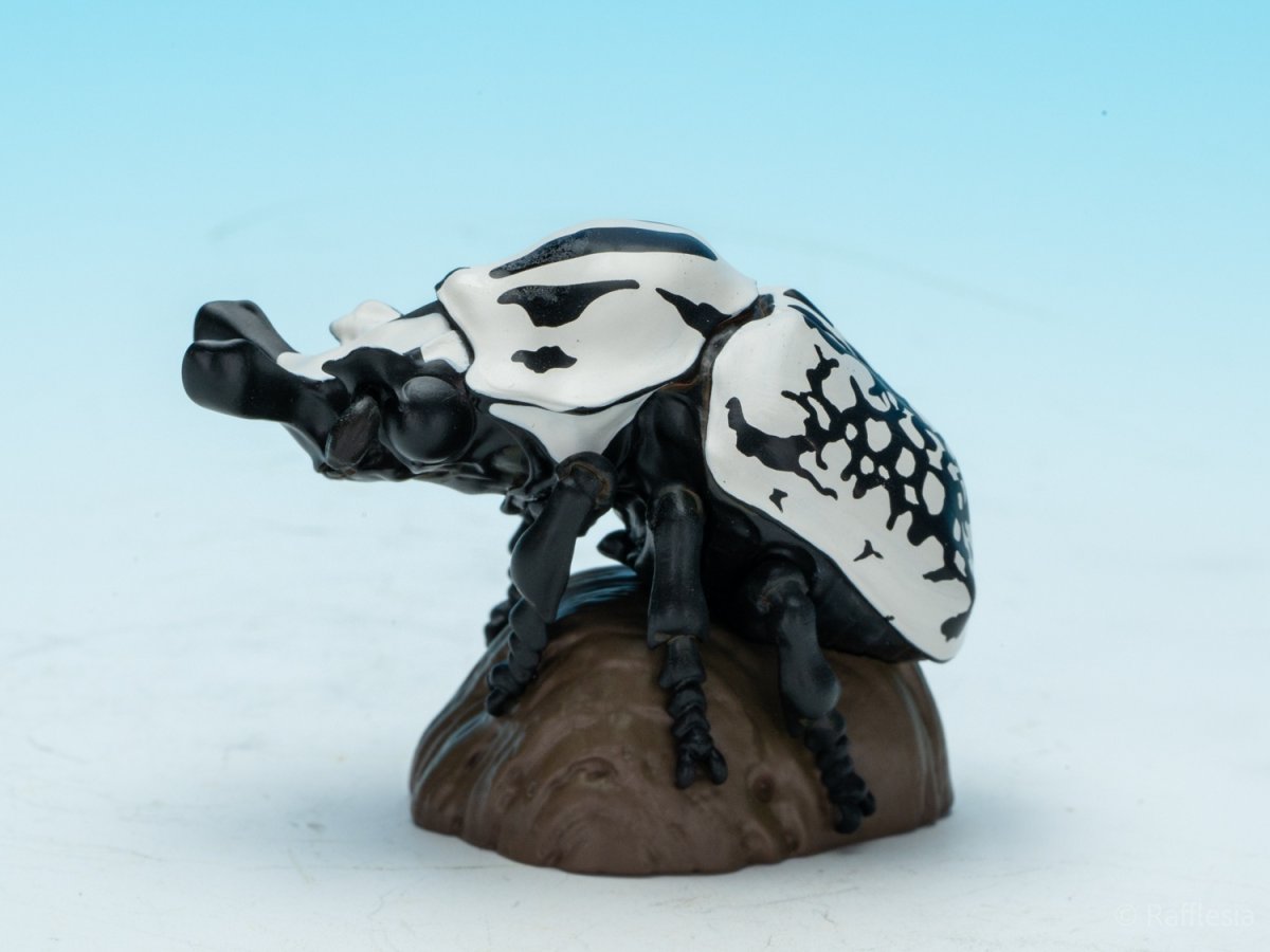 画像4: ゴライアスオリエンタリス【動画あり】 (4)