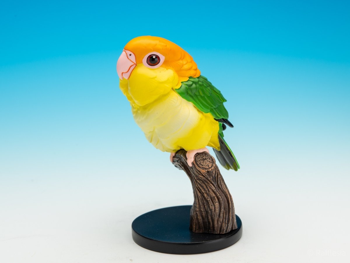 画像2: シロハラインコ (2)